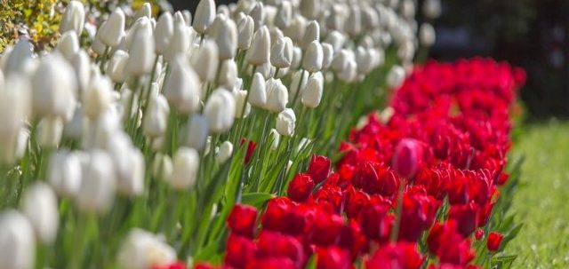 bialo czerwone tulipany