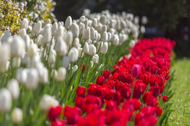 bialo czerwone tulipany